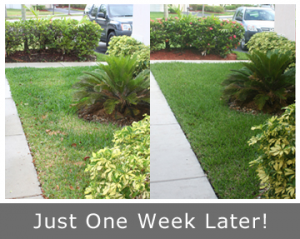 just one week later a sprinkler system in Dallas TX made this lawn green