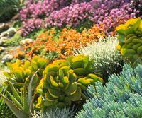 a beautiful planting bed with a variety of plants in Irving, TX